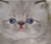 Колор-пойнты с голубыми глазами 2550056 Персидская фото в Руза
