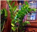 Фотография в Домашние животные Растения Продается долларовое дерево вместе с горшком. в Уфе 500