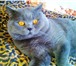 Изображение в Домашние животные Вязка Предлагаю вязку с красивым британским котом.Котику в Москве 2 000