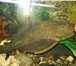 Фото в Домашние животные Рыбки Продам аквариум на 450 литров с крышкой и в Новокузнецке 15 000