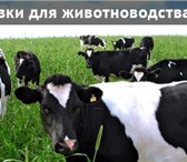 Фотография в Домашние животные Товары для животных Кормовые добавки для животныхБиоудобренияБиоконсервант в Белгороде 100