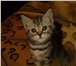 Foto в Домашние животные Вязка Котик 10 мес., родословная по отцу - гены в Барнауле 500