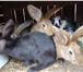 Фотография в Домашние животные Другие животные Продаю домашних кроликов разных возрастов в Москве 450