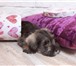 Продаются щенки цвергшнауцера 2303416 Цвергшнауцер фото в Краснодаре