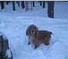 Foto в Домашние животные Вязка собак Английский коккер-спаниель, окрас рыжий, в Москве 0