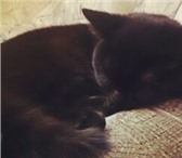 Foto в Домашние животные Вязка британская короткошерстная кошка, черного в Новый Уренгое 0