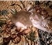 Фотография в Домашние животные Вязка Приглашаем на вязку опытную кошку. Место в Ставрополе 2 000