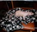 Фотография в Домашние животные Грызуны Продам голых крысят породы дамбо-сфинкс. в Новосибирске 250