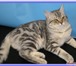 Фотография в Домашние животные Вязка Шикарный крупный представитель породы британская-котик в Тольятти 1 000