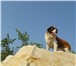 Фотография в Домашние животные Вязка собак Предлагается для вязки длинношерстный сенбернар. в Пензе 15 000