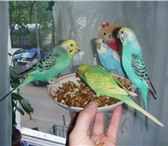 Изображение в Домашние животные Птички Продаю волнистых попугаев своего разведения.Птицы в Мытищах 1 200