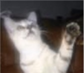 Питомник Радость предлагает котят мраморного окраса котята привитые по возрасту приученные к лотк 69359  фото в Саратове
