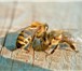 Фото в Домашние животные Другие животные Выгодные предложения от опытных пчеловодов в Красноярске 3 200