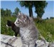 Продам котят породы Норвежская Лесная 203204  фото в Новосибирске