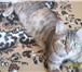 Фотография в Домашние животные Отдам даром Отдам молодую кошку и очаровательных котят в Томске 0