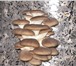 Изображение в Домашние животные Растения Уникальный комплект для культивирования грибов в Волгодонске 1 320