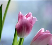 Изображение в Домашние животные Растения Поставки Тюльпанов оптом в Новосибирске от в Новосибирске 18