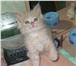 Foto в Домашние животные Отдам даром Пушистый котенок персикового цвета (мальчик) в Тамбове 5