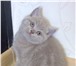 Шотландские котята, 4210720 Скоттиш фолд короткошерстная фото в Москве