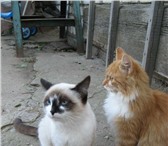 Фотография в Домашние животные Отдам даром Отдам в добрые руки двух замечательных котенка, в Волжском 0