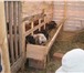 Foto в Домашние животные Другие животные Частная ферма предлагает баранчиков живым в Москве 160