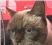 Изображение в Домашние животные Вязка Молодой, но уже опытный кот с отличной родословной. в Москве 4 000