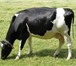 Foto в Домашние животные Другие животные Продается молодая корова 1 отела с тёлкой. в Иваново 65 000