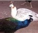 Фото в Домашние животные Птички Черные лебеди, белые лебеди, черношейный в Сочи 1 000