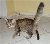 Фото в Домашние животные Отдам даром Отдам в хорошие руки котёнка, 4 мес., называем в Тольятти 10