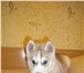 Продаются серые щенки Хаски 290228 Сибирский хаски фото в Москве