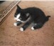 Фото в Домашние животные Отдам даром черный котенок с белыми усами и бровями, в Барнауле 0