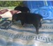 Родились 1 августа 2010 года, Чистокровные, крепкий костяк, здоровые, умные и красивые, С дост 67498  фото в Красноярске