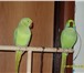 Фото в Домашние животные Птички Продам пару ожереловых попугаев. девочке в Челябинске 12 000