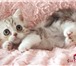 Шоколадные шотландские котята 361528 Скоттиш фолд короткошерстная фото в Саратове