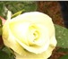 Фото в Домашние животные Растения красные розы с бутоном 5.5 сантиметровИЛИ в Москве 0