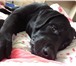 Foto в Домашние животные Вязка собак Лабрадор ,кобель, окрас чёрный 2.5 года без в Магнитогорске 0