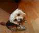 Фотография в Домашние животные Вязка собак Хороший мальчик ищет себе девочку для вязки. в Челябинске 0