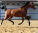 Foto в Домашние животные Другие животные лошадь на продажу, арабская кобыла БИРМА в Краснодаре 100 000