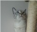 Фотография в Домашние животные Вязка Тайский кот окраса сил тебби-пойнт ищет кошечку, в Благовещенске 0