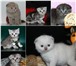Британские,  Шотланские котята–большой выбор 3994479 Британская короткошерстная фото в Москве