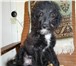 Фото в Домашние животные Отдам даром Милый щенок -кобель ищет своих добрых хозяев, в Новосибирске 0