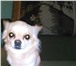Изображение в Домашние животные Вязка собак Красивый длинношерстый персикового окраса в Томске 0