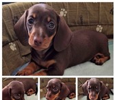 Такса миниатюрная- шоколадный мальчик 5231755 Такса фото в Москве