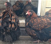 Фотография в Домашние животные Птички Продаю кур и цыплят разных возрастов до 1 в Москве 500