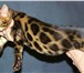 Продаю бенгальского котенка 1308989 Бенгальская фото в Москве