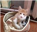 Foto в Домашние животные Найденные Наглая рыжая морда ИЩЕТ ХОЗЯЕВ!Котёнка покинули в Череповецке 0