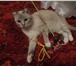 Фотография в Домашние животные Отдам даром Кошечка, ласковая, очень любить людей, игривая. в Прокопьевске 0