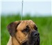 Изображение в Домашние животные Вязка собак Питомник продаёт и резервирует щенков Кане в Сочи 30 000