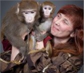 Фотография в Развлечения и досуг Организация праздников Шоу обезьян и собачки. Подробную информацию в Москве 7 500