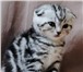 Шотландские короткошёрстные котята (прямоухие и вислоухие),  У нас есть КОТИКИ и КОШЕЧКИ,  Окрас черн 69417  фото в Москве
